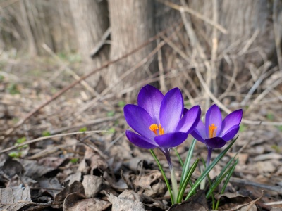 Krokus