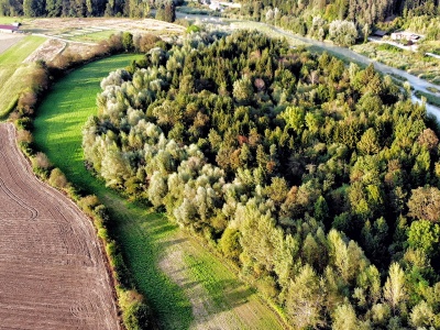 Kleiner Wald an der Drau