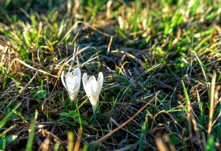 Frühlingsboten