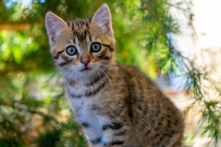 Babykatze