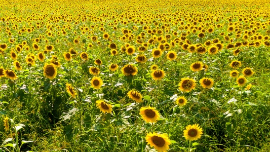 1000 Sonnenblumen