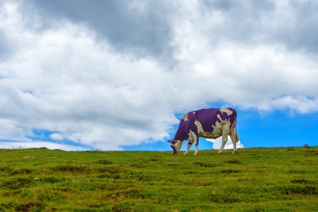 Lila Kuh auf der Millstätter Alm