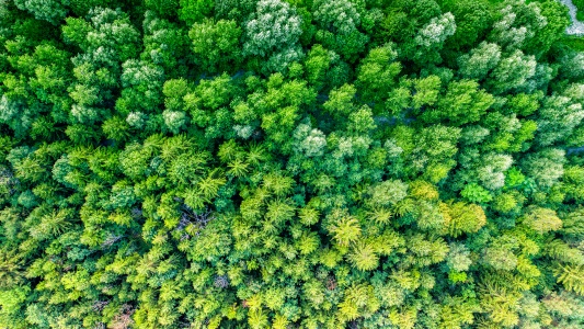 Wald von oben